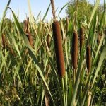 Typha