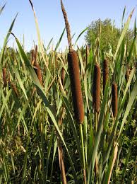 Typha